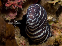 Black & White

Zebra Moray (Gymnomuranea zebra), Puerto... by Manuel Cabanillas 